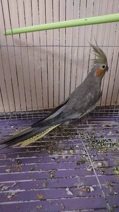 Adult female cocktail ready to breed