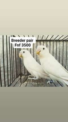 albino black eye breeder pairs