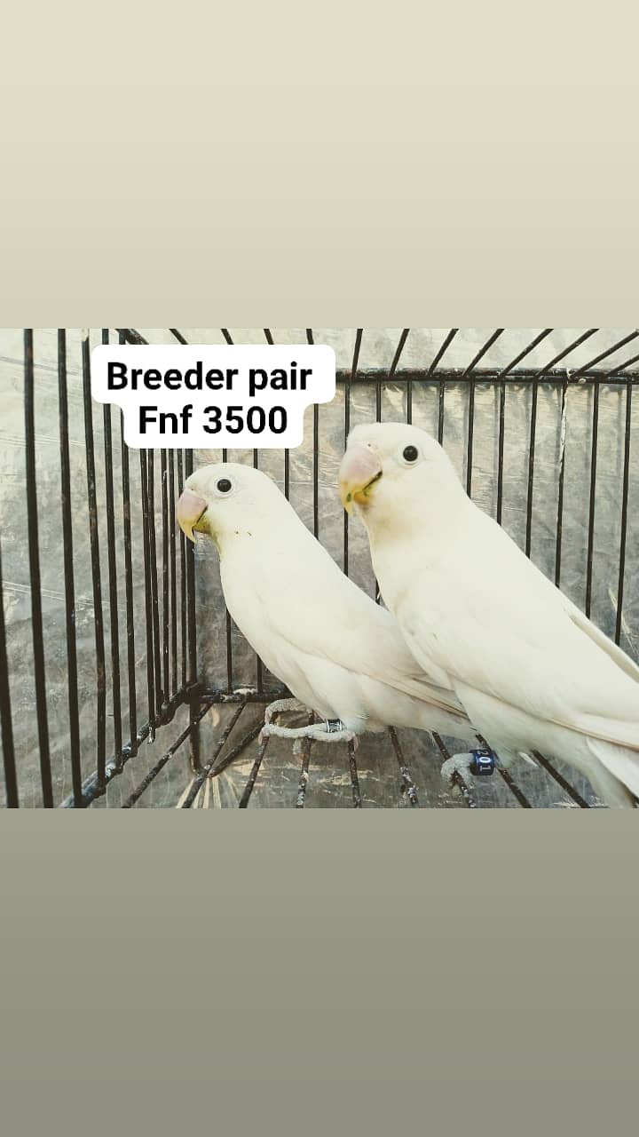 albino black eye breeder pairs 0