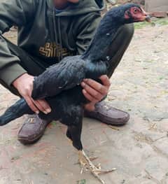 sell hen age 5 months aseel Thai cross