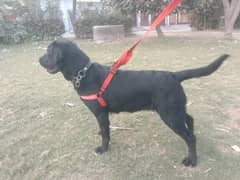 Black Labrador Female