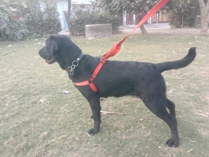 Black Labrador Female 1