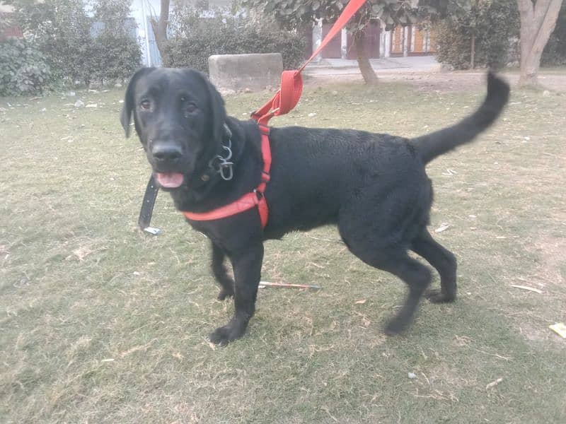 Black Labrador Female 2