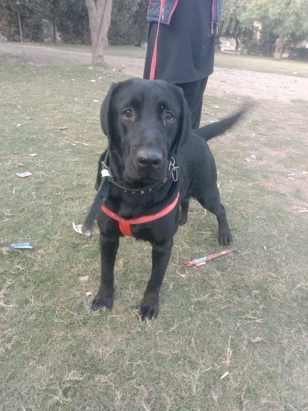 Black Labrador Female 3