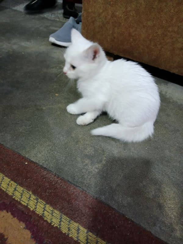 persian kitten for sale 0