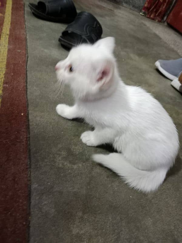 persian kitten for sale 1