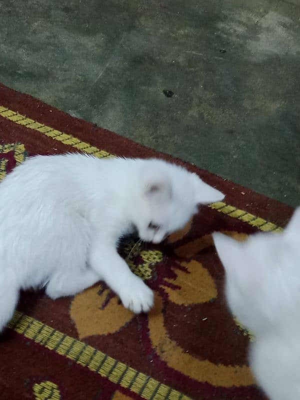 persian kitten for sale 2