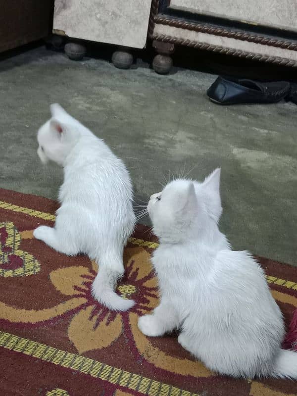 persian kitten for sale 3