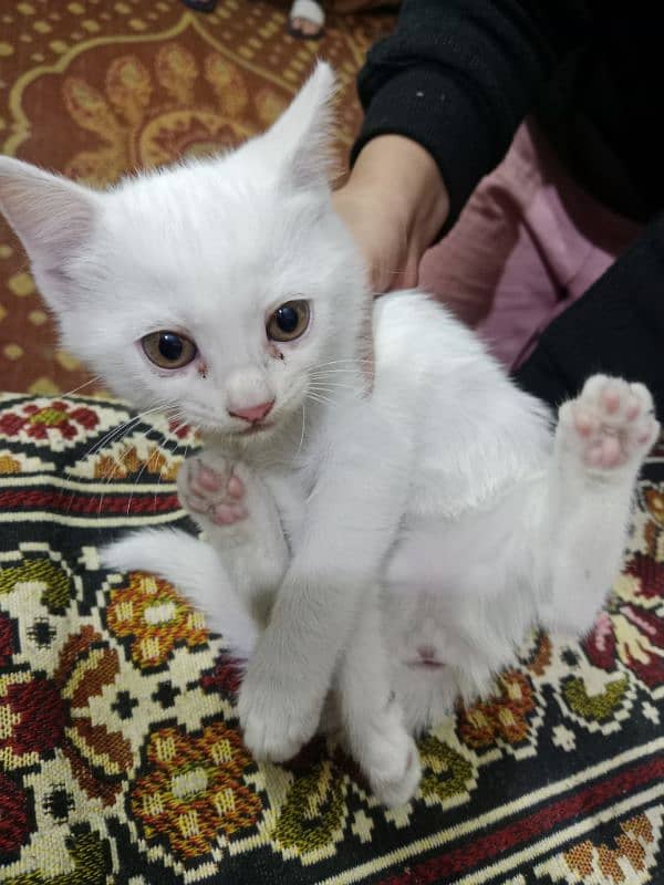 persian kitten for sale 4