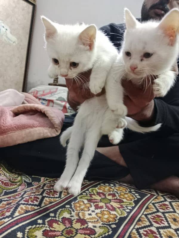 persian kitten for sale 5