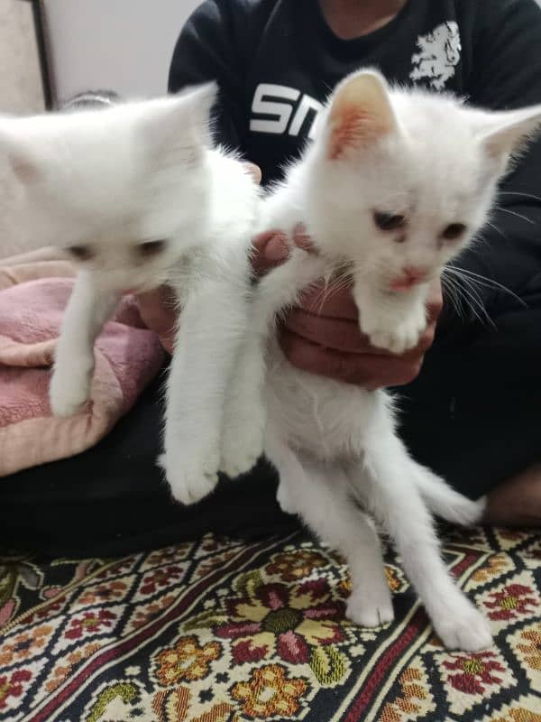 persian kitten for sale 6