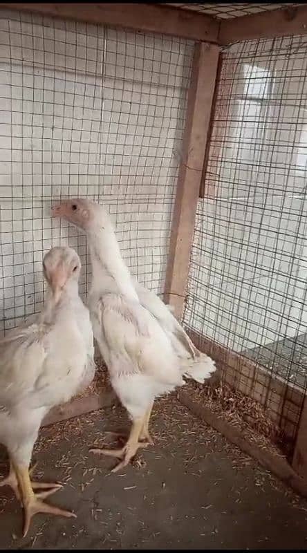 japanese black white lakha o shamo Chicks availabe 4