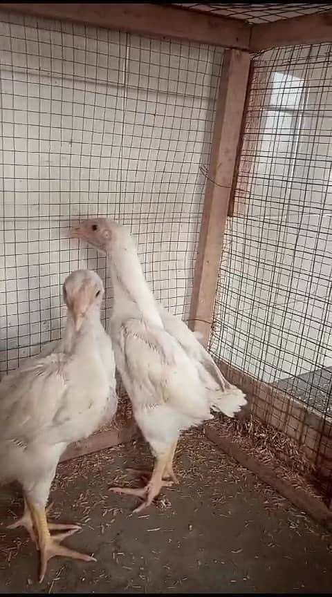 japanese black white lakha o shamo Chicks availabe 16