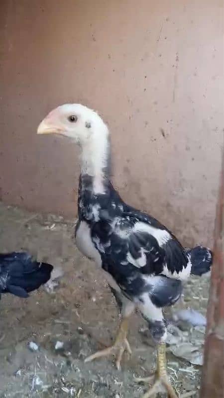 japanese black white lakha o shamo Chicks availabe 17