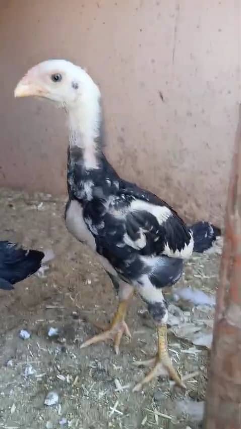 japanese black white lakha o shamo Chicks availabe 18