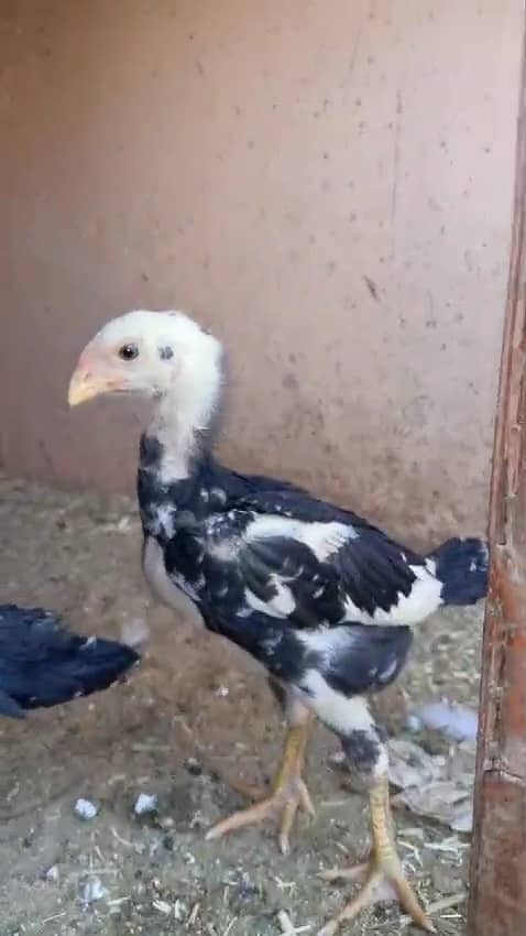 japanese black white lakha o shamo Chicks availabe 19