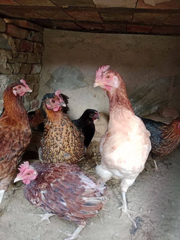 laying eggs hens for sale. . 1