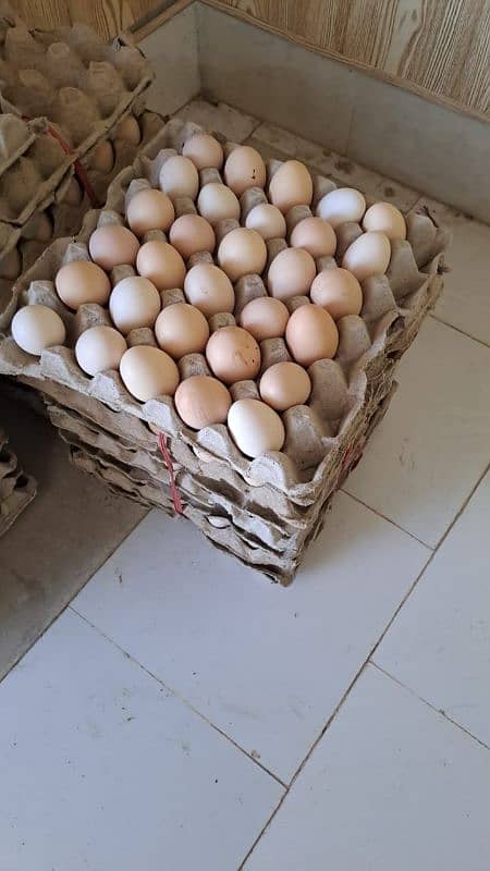 laying eggs hens for sale. . 2