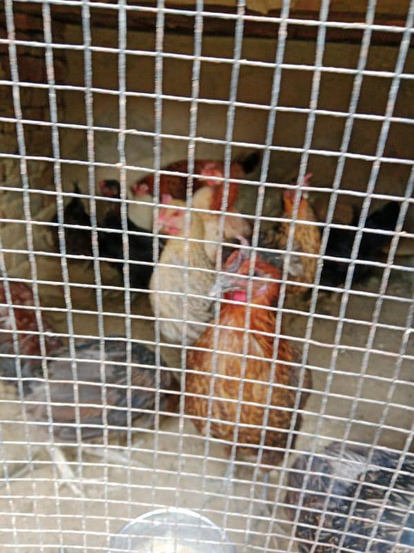 laying eggs hens for sale. . 3