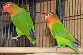 Love Bird pair plus 2 Cages