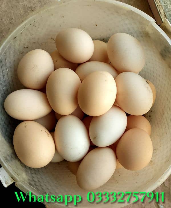 Desi eggs available for sell 0