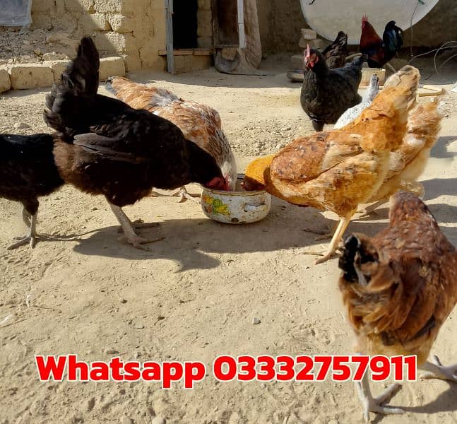 Desi eggs available for sell 1