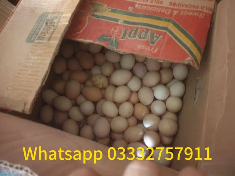 Desi eggs available for sell 2