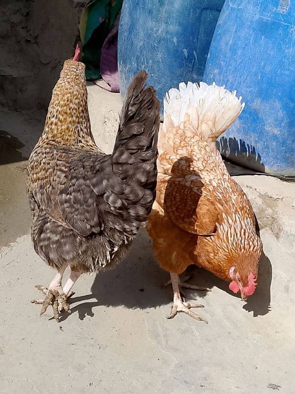 Desi eggs available for sell 3