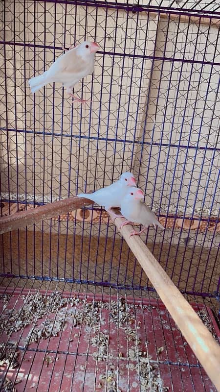 Cages and red eye java breeder and breeder cremino lovebirds with eggs 0