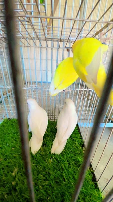 Cages and red eye java breeder and breeder cremino lovebirds with eggs 2