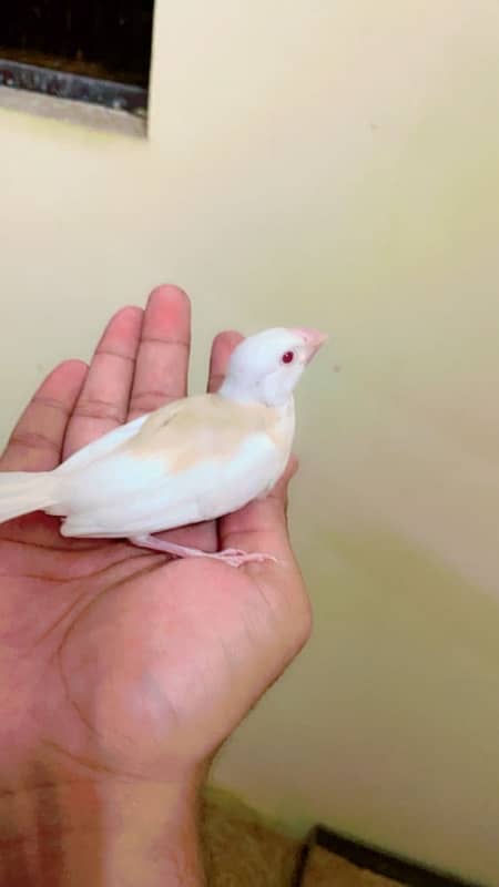 Cages and red eye java breeder and breeder cremino lovebirds with eggs 3