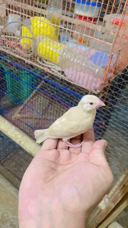 Cages and red eye java breeder and breeder cremino lovebirds with eggs 4