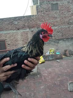 Australorp Breeder Male For Sale