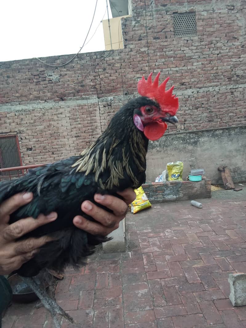 Australorp Breeder Male For Sale 0