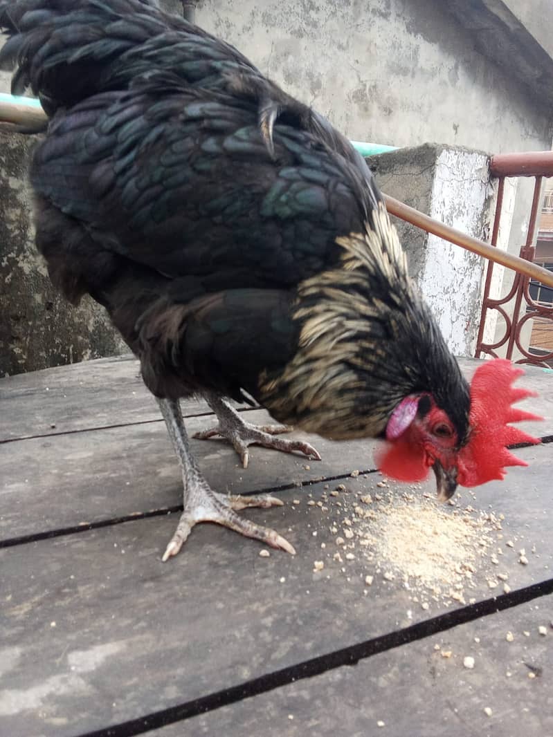 Australorp Breeder Male For Sale 1