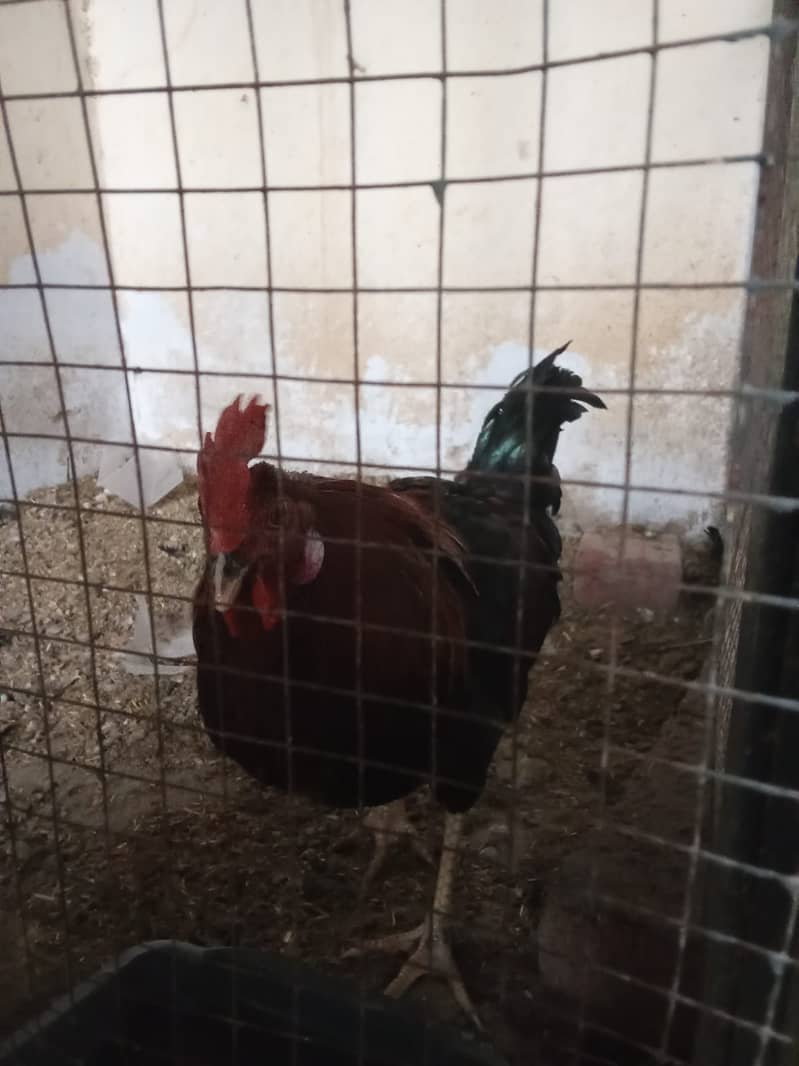 Australorp Breeder Male For Sale 2