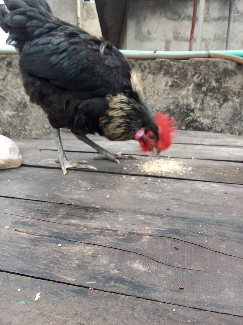 Australorp Breeder Male For Sale 3