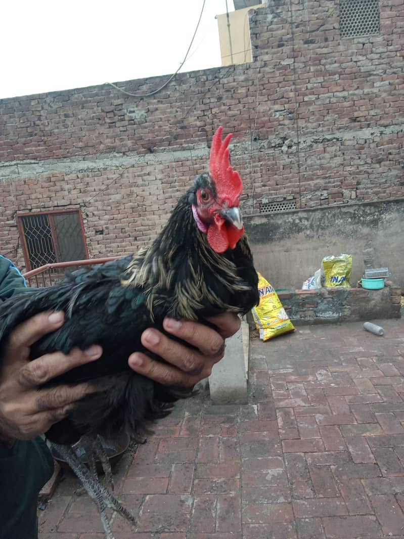 Australorp Breeder Male For Sale 4