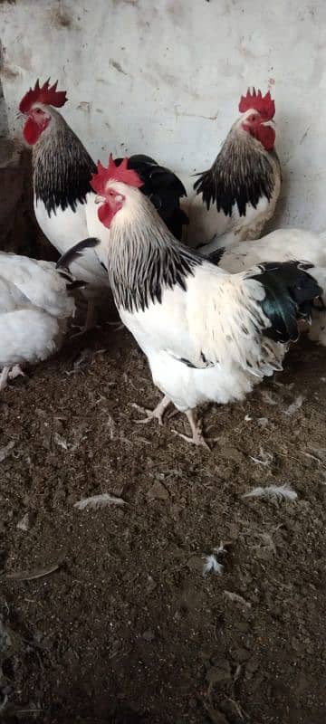 2 Male Sussex for sale 3