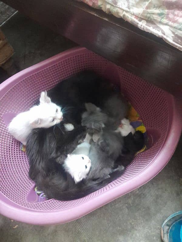 PERSIAN BABY CAT FOR SALE 0