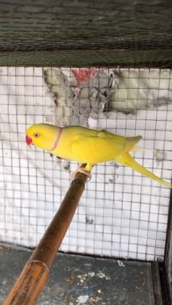 Yellow ringneck fresh pair 0