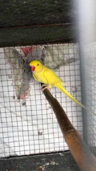 Yellow ringneck fresh pair 1