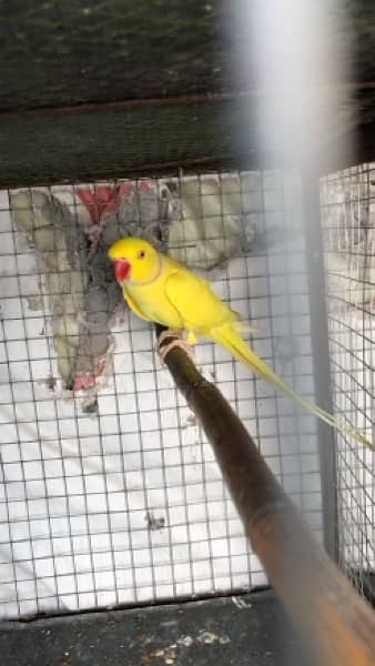 Yellow ringneck fresh pair 2