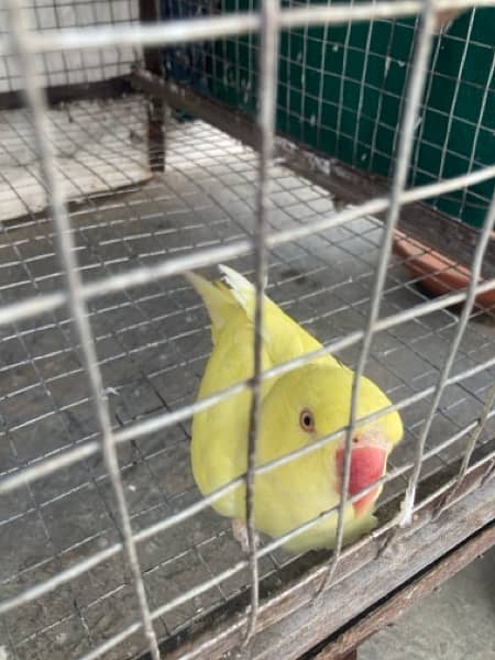 Yellow ringneck fresh pair 3