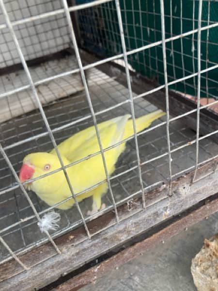 Yellow ringneck fresh pair 4