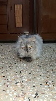 Ad Title: Beautiful Persian Female Cat for Sale – Loving and Playful!