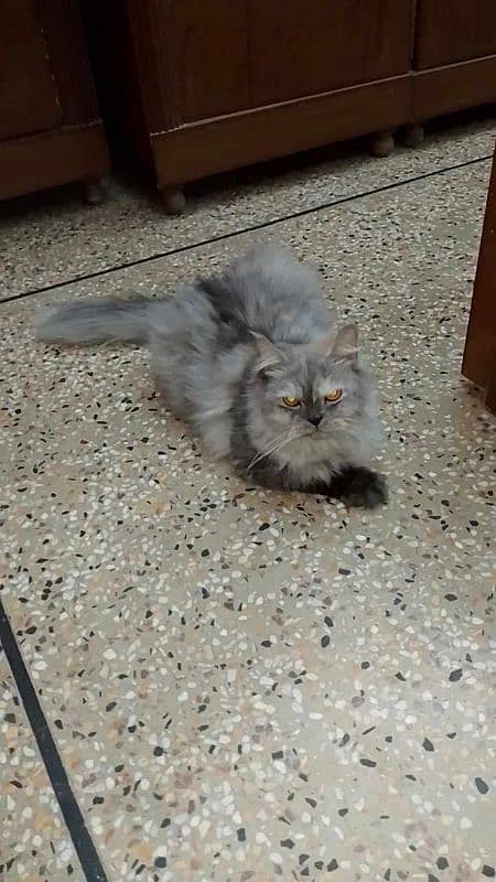 Ad Title: Beautiful Persian Female Cat for Sale – Loving and Playful! 1