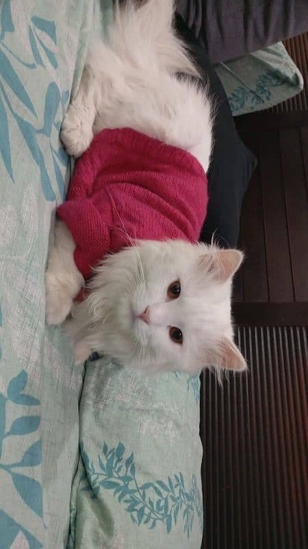 Turkish Angora white for sale vaccinated 0