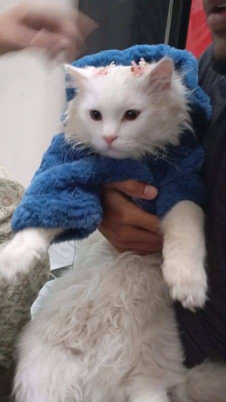 Turkish Angora white for sale vaccinated 1