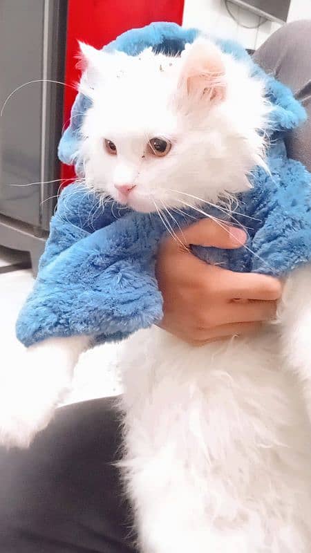 Turkish Angora white for sale vaccinated 2